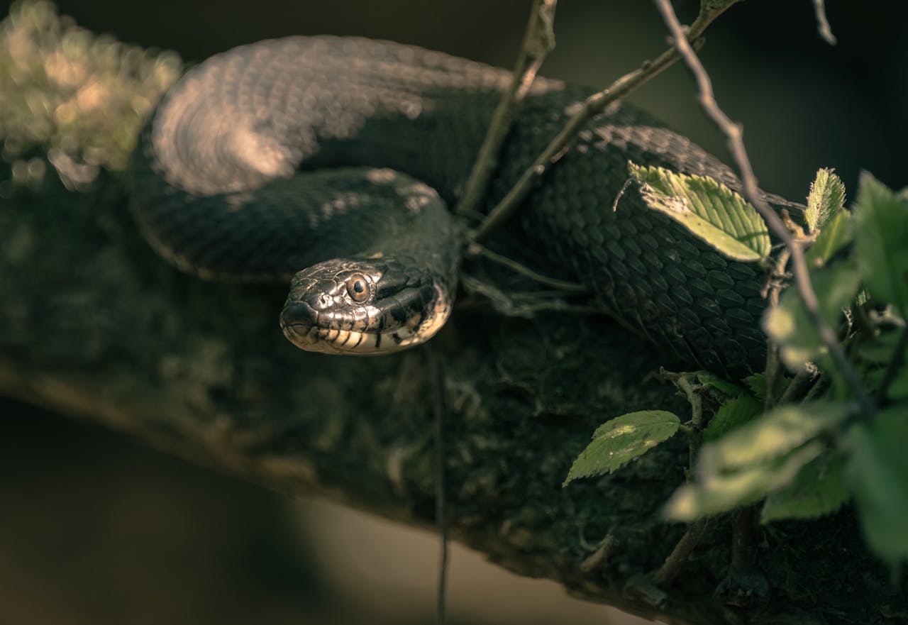 What is the Biblical Meaning of Snakes in a Dream?