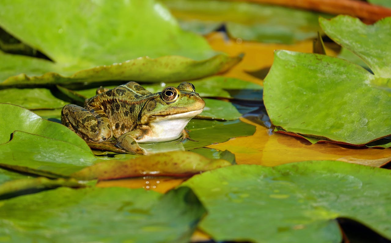 Dreamed About Frogs: Meaning of a Frog in a Dream / Rêver de grenouille : qu’est-ce que cela signifie ?